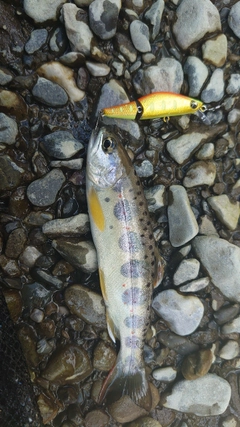 アマゴの釣果