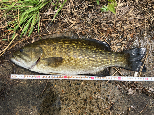 スモールマウスバスの釣果