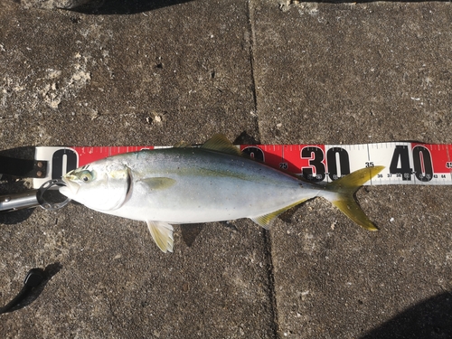 ツバスの釣果