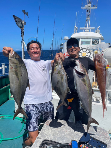 カンパチの釣果