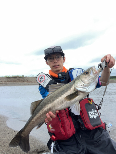 スズキの釣果