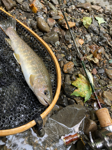 イワナの釣果