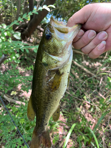 ラージマウスバスの釣果