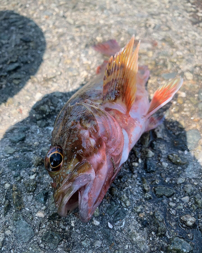 カサゴの釣果