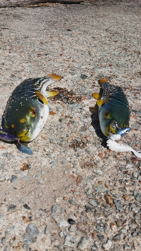 シマフグの釣果