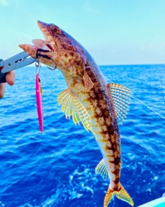 アカエソの釣果