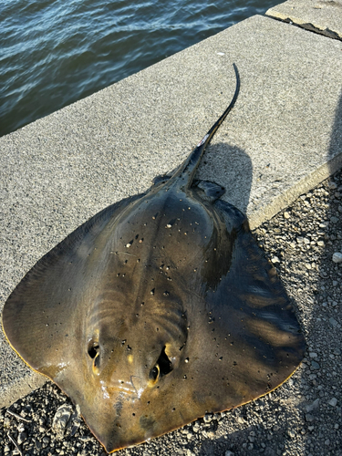 アカエイの釣果