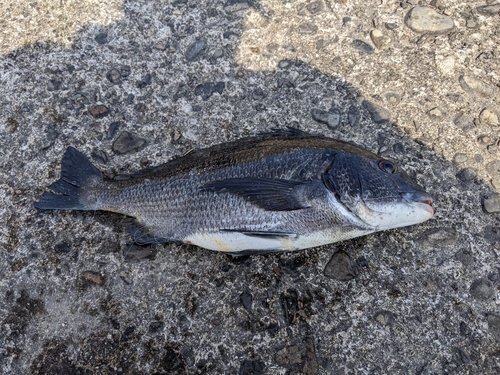 チヌの釣果