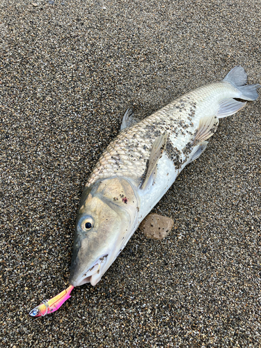 ニゴイの釣果