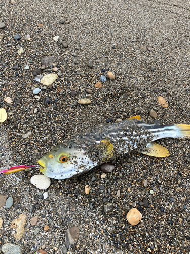 フグの釣果