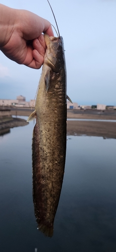 ナマズの釣果