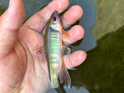 オイカワの釣果