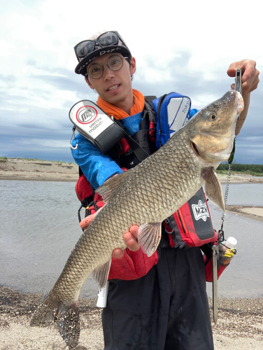 ニゴイの釣果