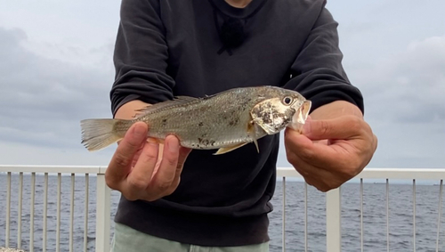 シログチの釣果