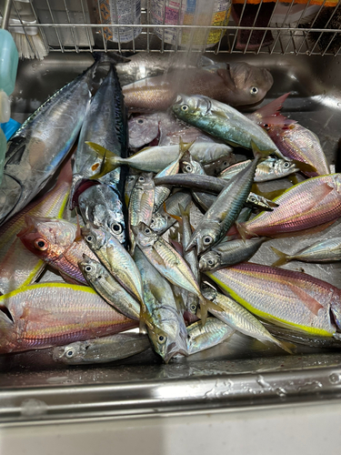 シロアマダイの釣果