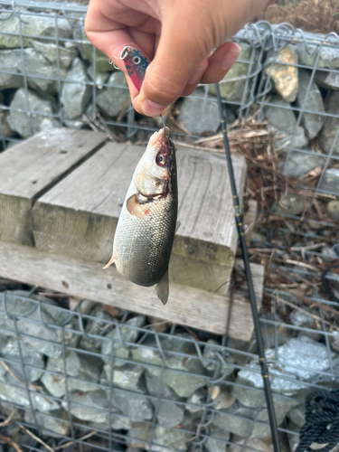 ウグイの釣果