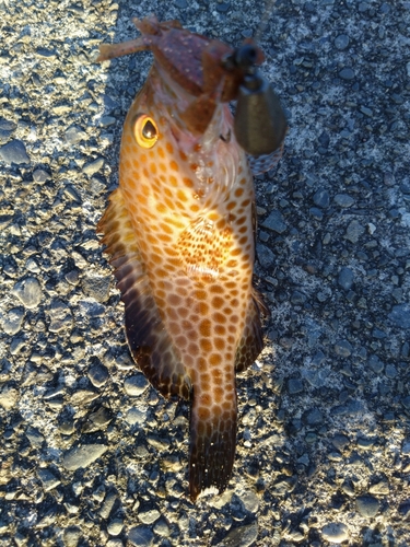 オオモンハタの釣果