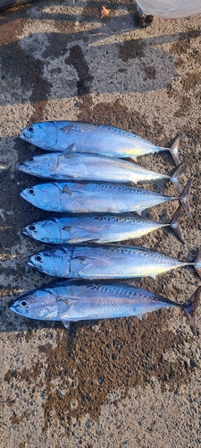 ソウダガツオの釣果