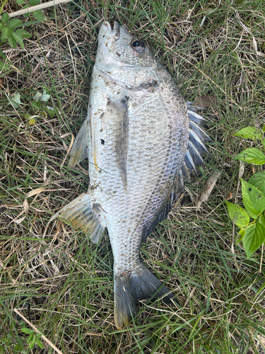 チヌの釣果