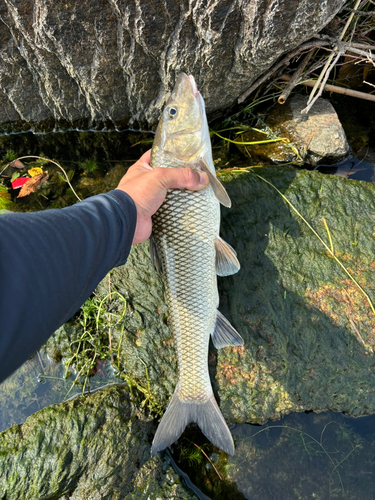 ニゴイの釣果