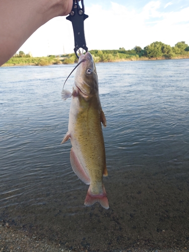 アメリカナマズの釣果