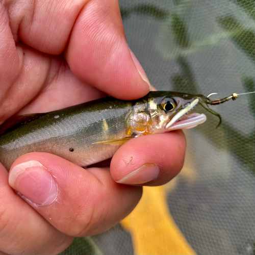 アユの釣果