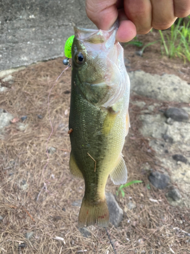 ラージマウスバスの釣果