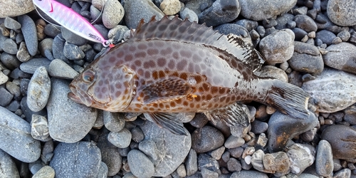 オオモンハタの釣果