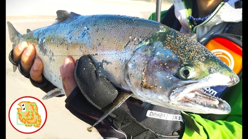 サクラマスの釣果