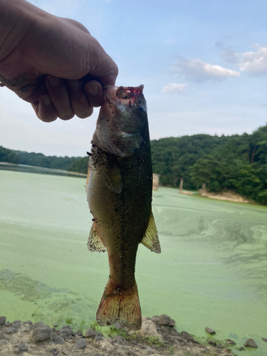 ブラックバスの釣果