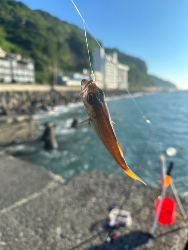 アカムツの釣果