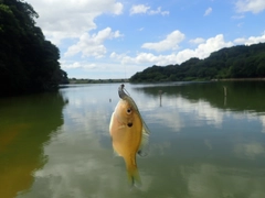 ブラックバスの釣果