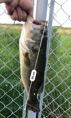 ブラックバスの釣果