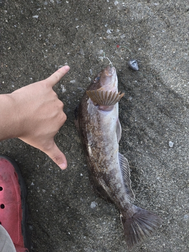 アイナメの釣果