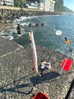 オニカマスの釣果