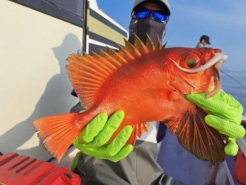 チカメキントキの釣果