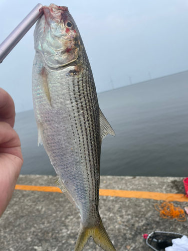 コノシロの釣果