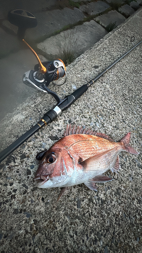 タイの釣果