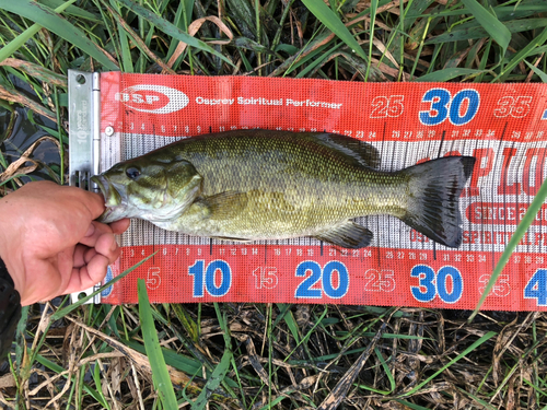 スモールマウスバスの釣果