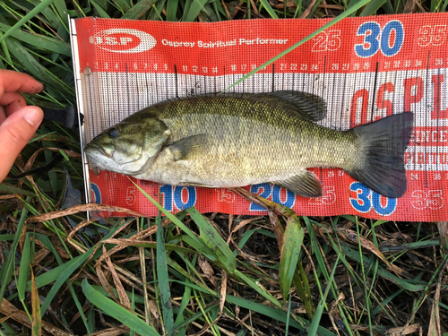 スモールマウスバスの釣果