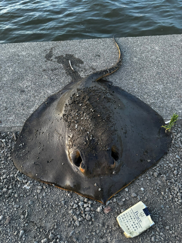 アカエイの釣果