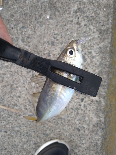 マアジの釣果