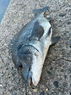 チヌの釣果