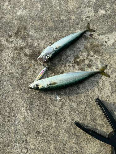 サバの釣果