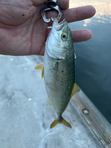 ワカシの釣果