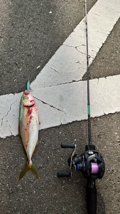 ワカシの釣果