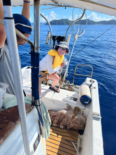 チャイロマルハタの釣果