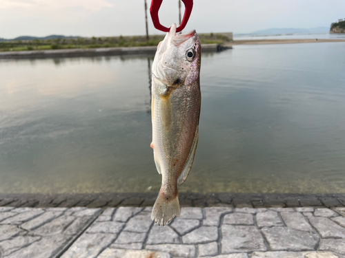 イシモチの釣果