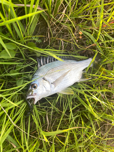 キビレの釣果