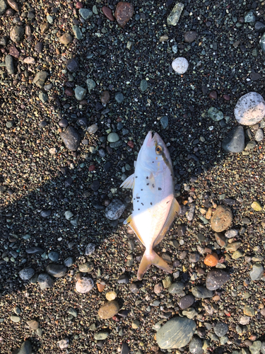 ショゴの釣果